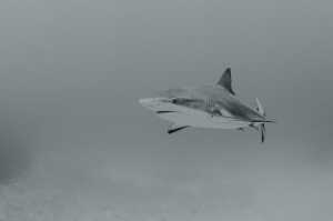 Shark in bw by Dmitry Starostenkov 